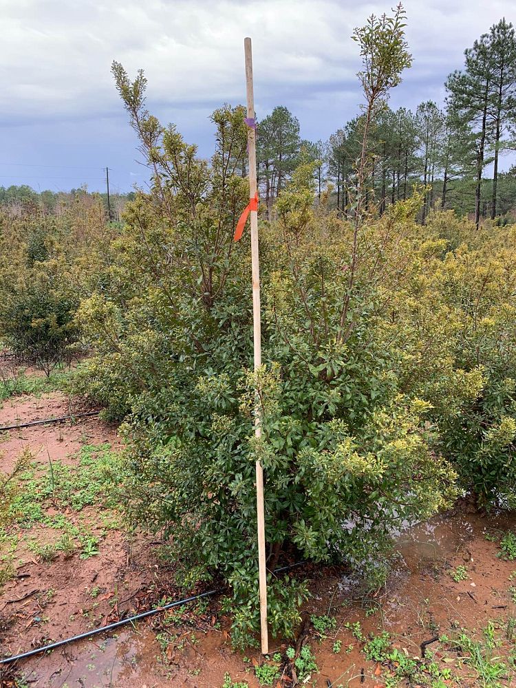 myrica-cerifera-southern-wax-myrtle-southern-bayberry-morella-cerifera