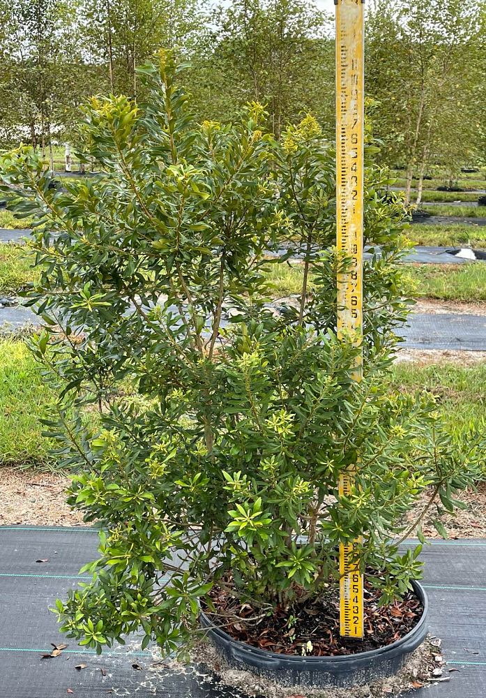 myrica-cerifera-southern-wax-myrtle-southern-bayberry-morella-cerifera