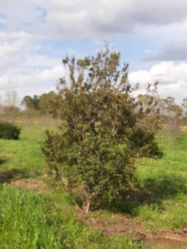 myrica-cerifera-southern-wax-myrtle-southern-bayberry-morella-cerifera