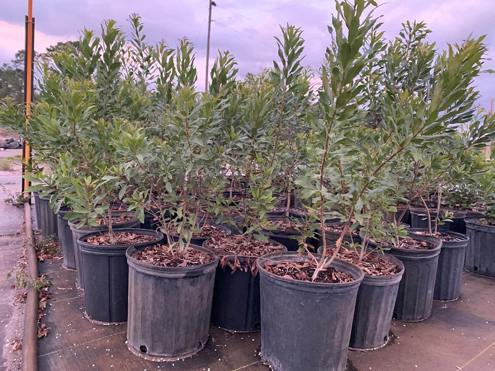 myrica-cerifera-southern-wax-myrtle-southern-bayberry-morella-cerifera