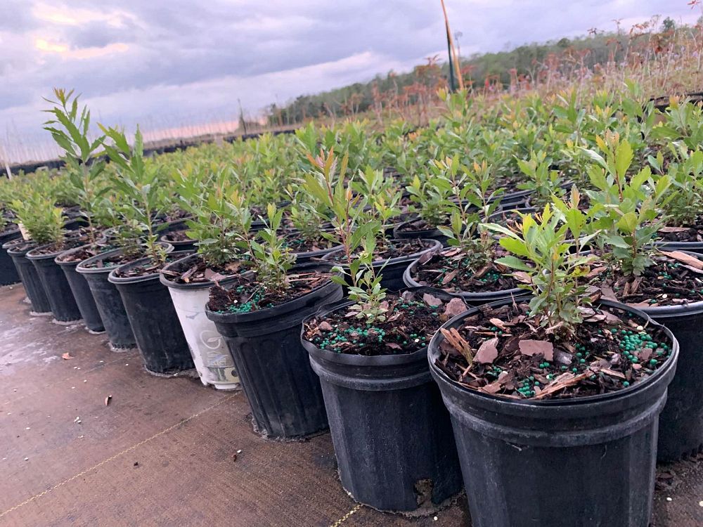 myrica-cerifera-southern-wax-myrtle-southern-bayberry-morella-cerifera