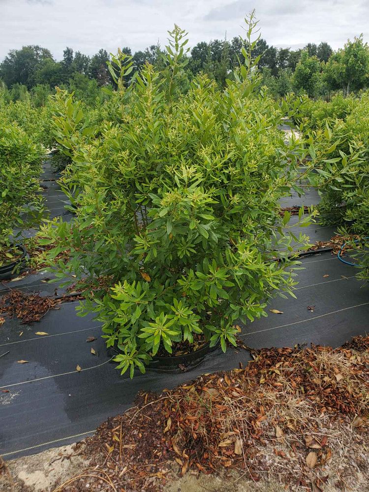 myrica-cerifera-southern-wax-myrtle-southern-bayberry-morella-cerifera
