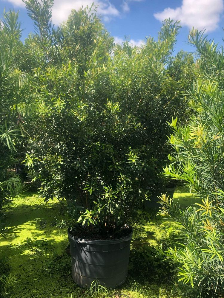 myrica-cerifera-southern-wax-myrtle-southern-bayberry-morella-cerifera