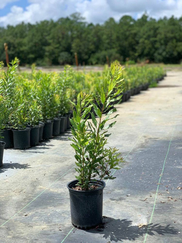 myrica-cerifera-southern-wax-myrtle-southern-bayberry-morella-cerifera