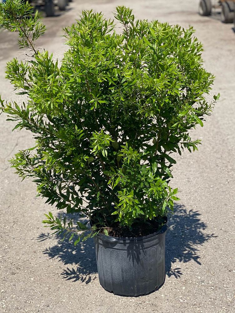 myrica-cerifera-southern-wax-myrtle-southern-bayberry-morella-cerifera