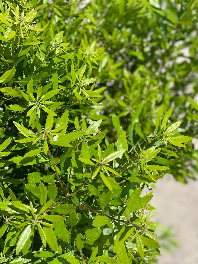 myrica-cerifera-southern-wax-myrtle-southern-bayberry-morella-cerifera