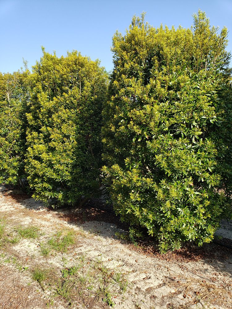 myrica-cerifera-southern-wax-myrtle-southern-bayberry-morella-cerifera
