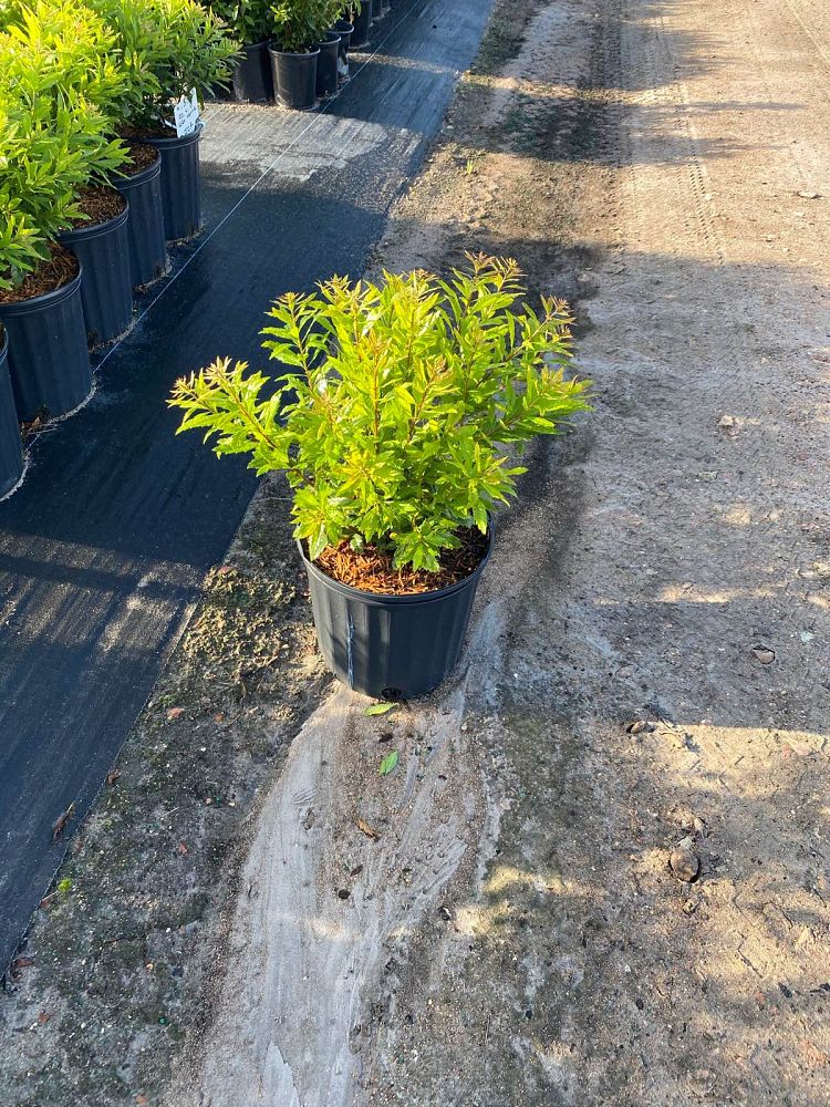 myrica-cerifera-southern-wax-myrtle-southern-bayberry-morella-cerifera