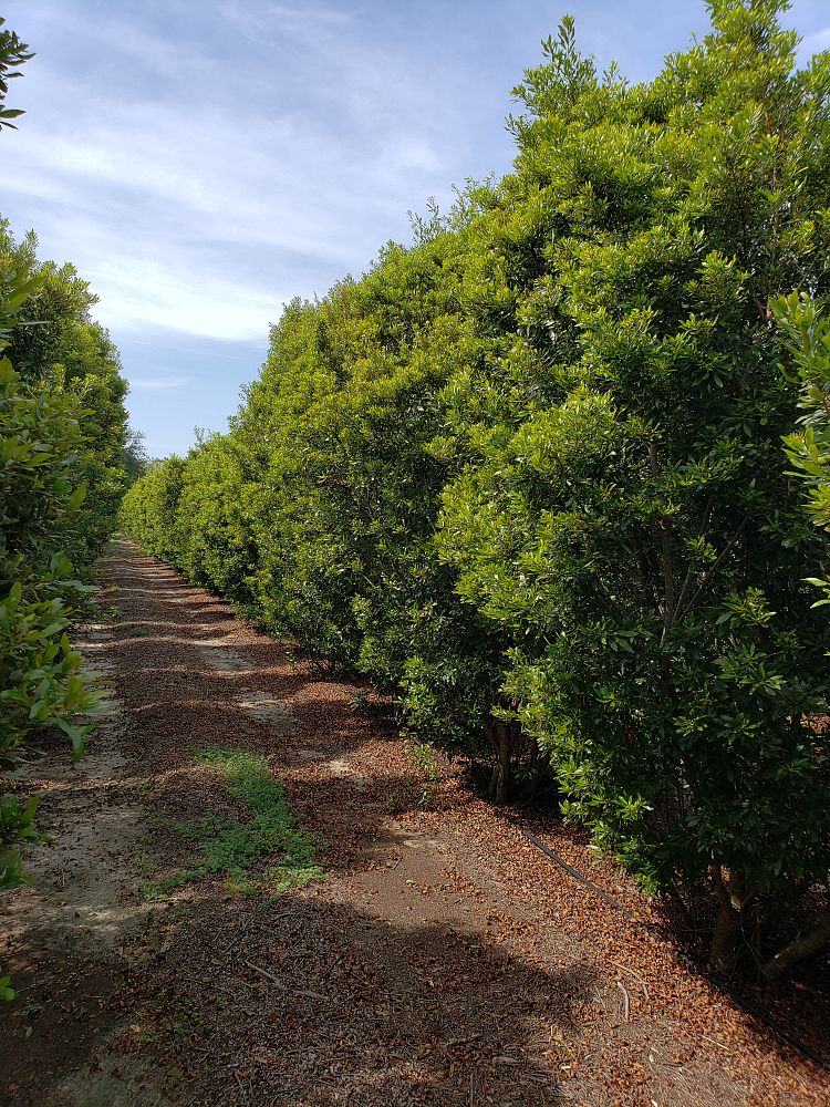 myrica-cerifera-southern-wax-myrtle-southern-bayberry-morella-cerifera