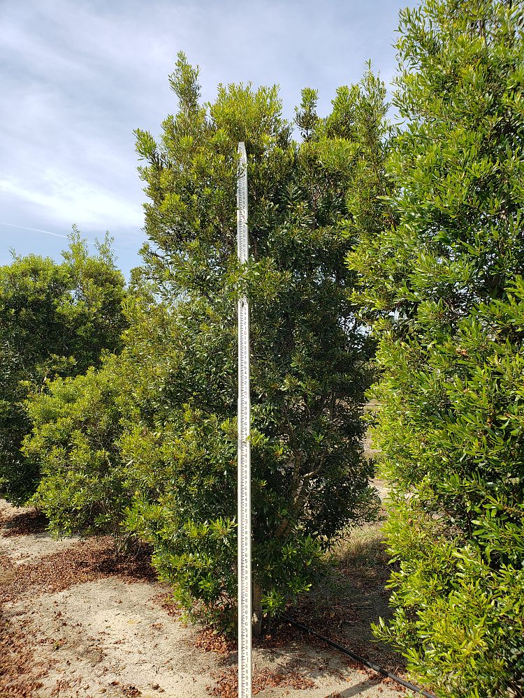 myrica-cerifera-southern-wax-myrtle-southern-bayberry-morella-cerifera