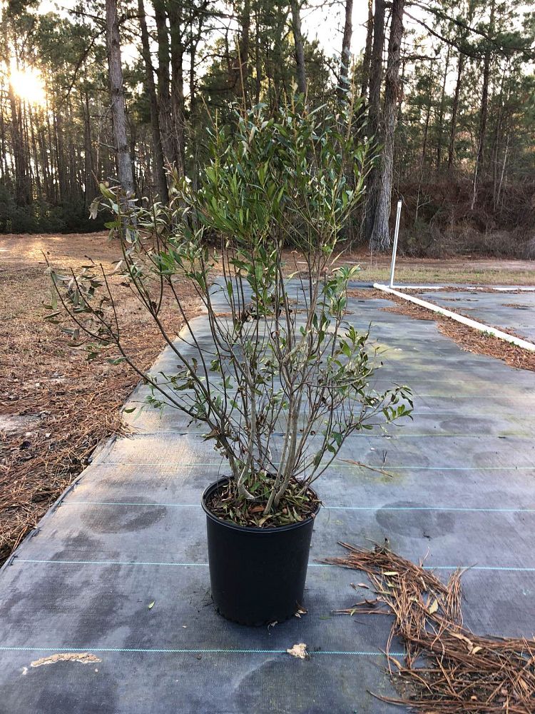 myrica-cerifera-southern-wax-myrtle-southern-bayberry-morella-cerifera