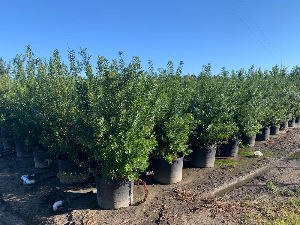 myrica-cerifera-southern-wax-myrtle-southern-bayberry-morella-cerifera