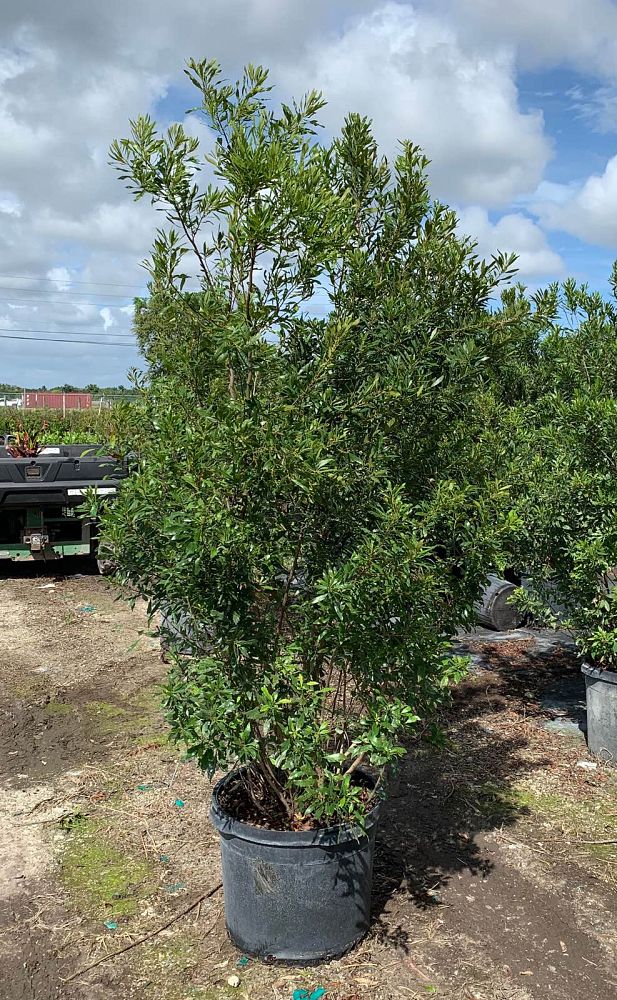 myrica-cerifera-southern-wax-myrtle-southern-bayberry-morella-cerifera