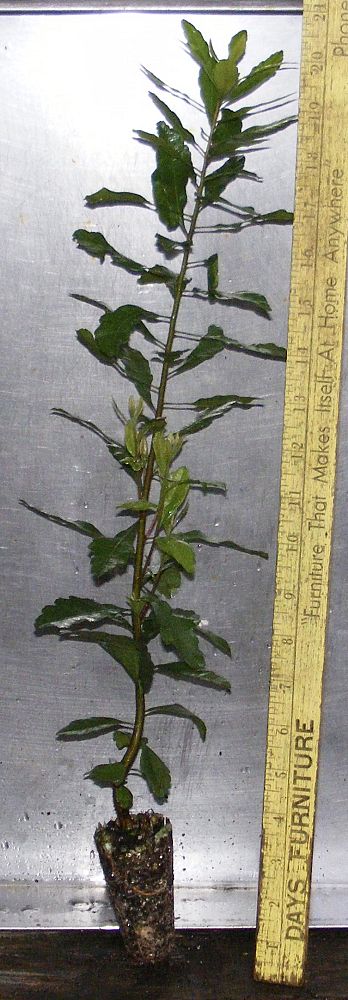 myrica-cerifera-southern-wax-myrtle-southern-bayberry-morella-cerifera