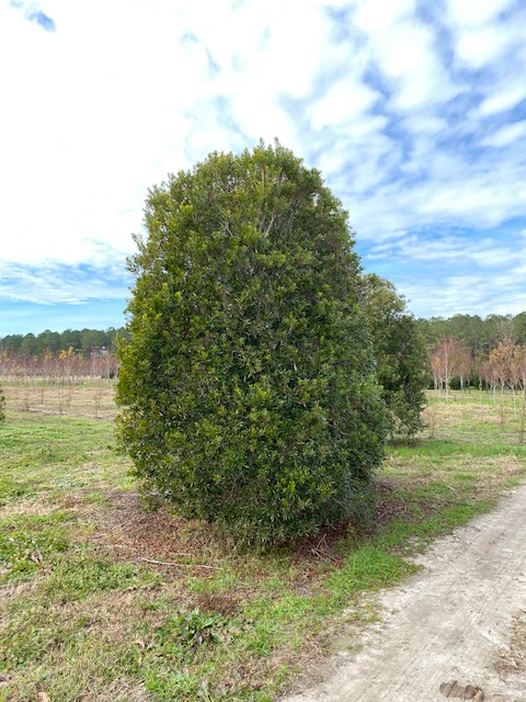 myrica-cerifera-southern-wax-myrtle-southern-bayberry-morella-cerifera