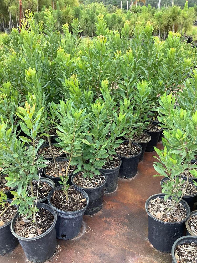 myrica-cerifera-southern-wax-myrtle-southern-bayberry-morella-cerifera
