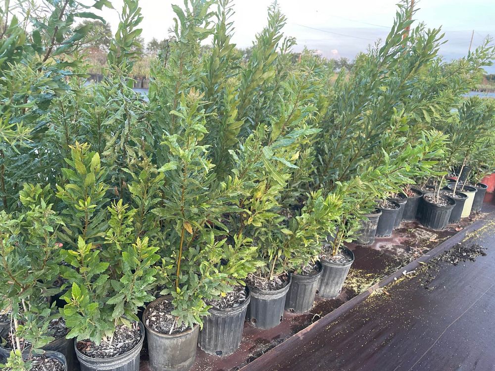 myrica-cerifera-southern-wax-myrtle-southern-bayberry-morella-cerifera