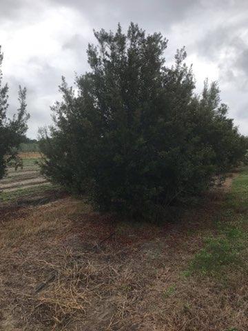 myrica-cerifera-southern-wax-myrtle-southern-bayberry-morella-cerifera