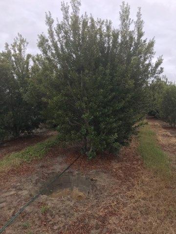 myrica-cerifera-southern-wax-myrtle-southern-bayberry-morella-cerifera