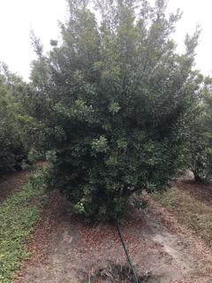 myrica-cerifera-southern-wax-myrtle-southern-bayberry-morella-cerifera
