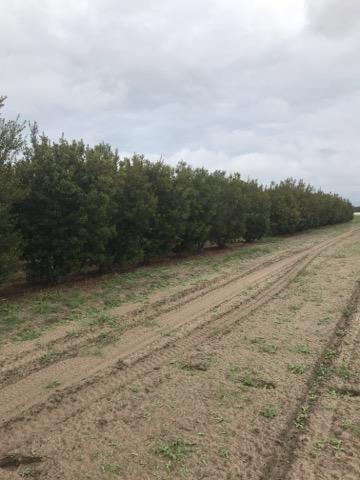 myrica-cerifera-southern-wax-myrtle-southern-bayberry-morella-cerifera
