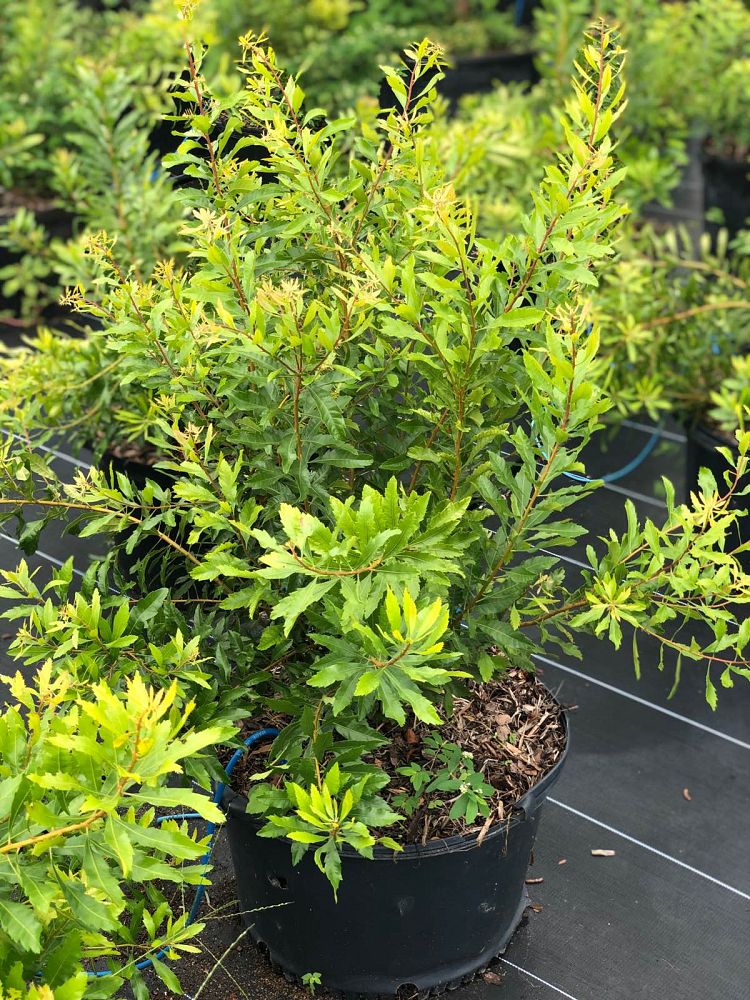 myrica-cerifera-southern-wax-myrtle-southern-bayberry-morella-cerifera