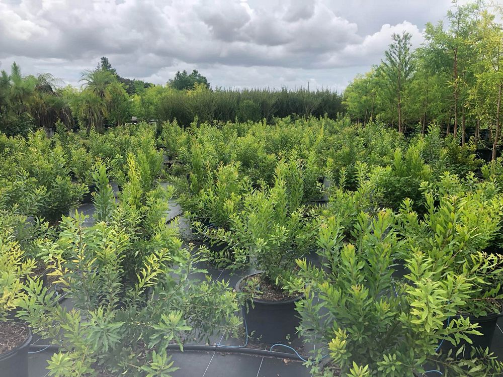 myrica-cerifera-southern-wax-myrtle-southern-bayberry-morella-cerifera