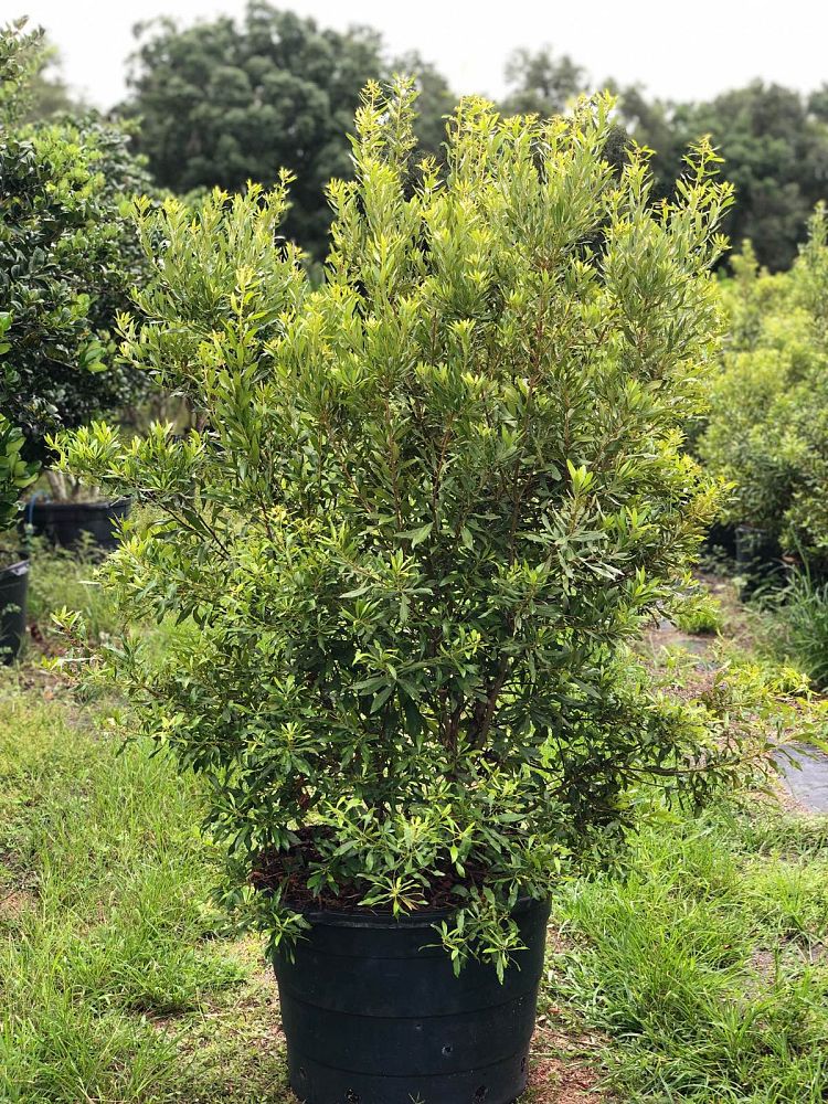 myrica-cerifera-southern-wax-myrtle-southern-bayberry-morella-cerifera