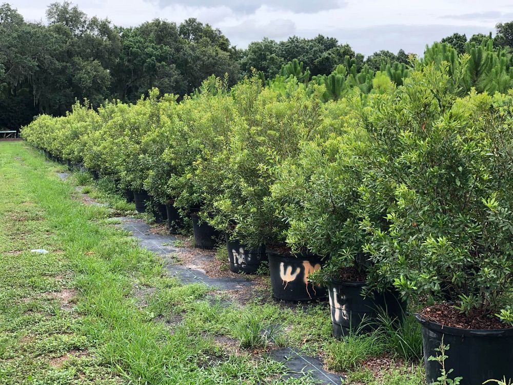 myrica-cerifera-southern-wax-myrtle-southern-bayberry-morella-cerifera