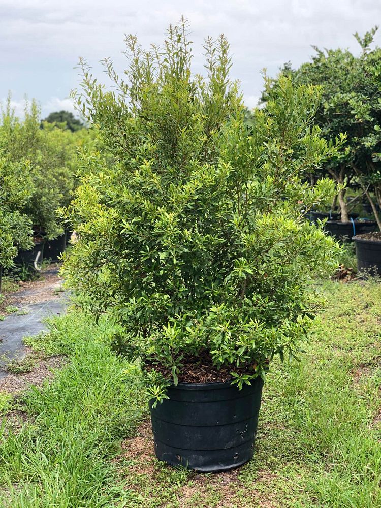 myrica-cerifera-southern-wax-myrtle-southern-bayberry-morella-cerifera