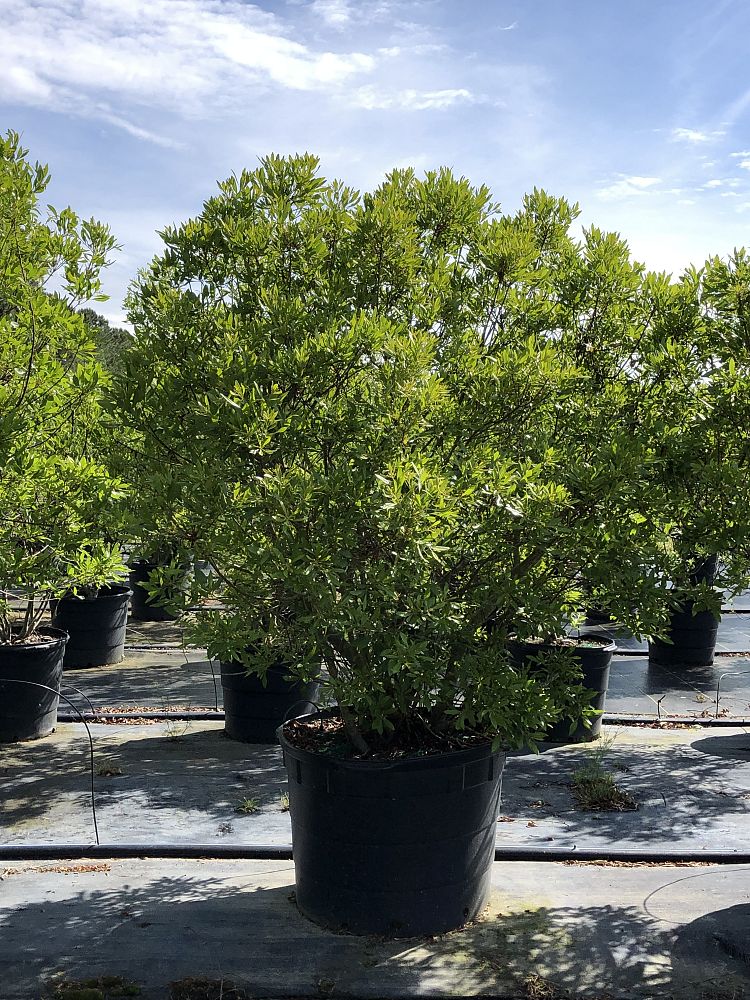 myrica-cerifera-southern-wax-myrtle-southern-bayberry-morella-cerifera