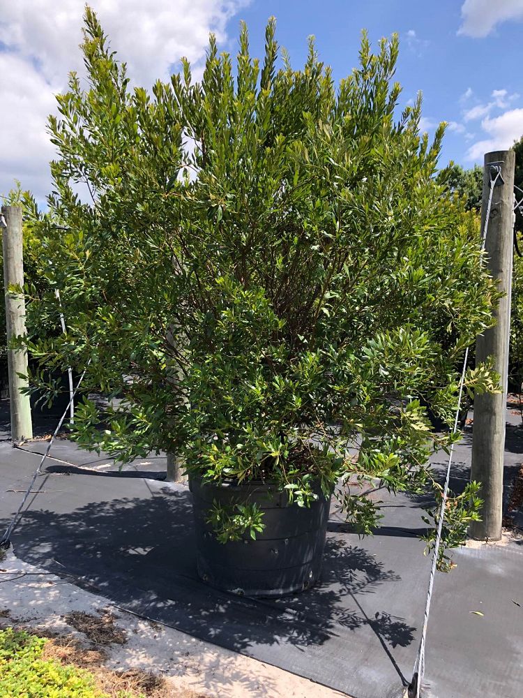 myrica-cerifera-southern-wax-myrtle-southern-bayberry-morella-cerifera