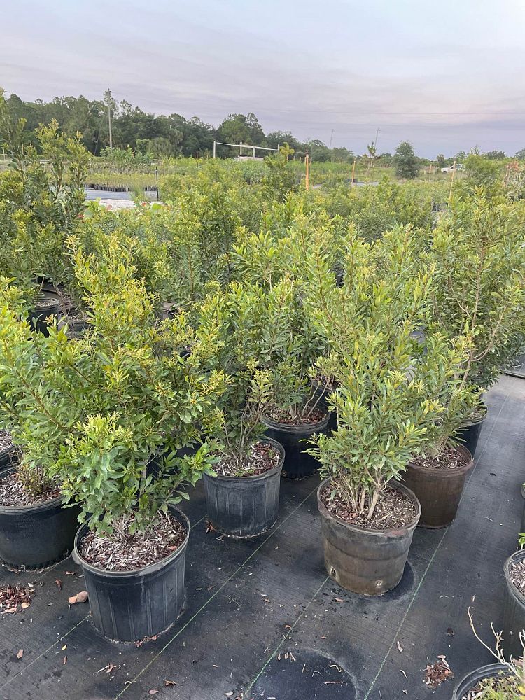 myrica-cerifera-southern-wax-myrtle-southern-bayberry-morella-cerifera