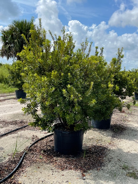 myrica-cerifera-southern-wax-myrtle-southern-bayberry-morella-cerifera