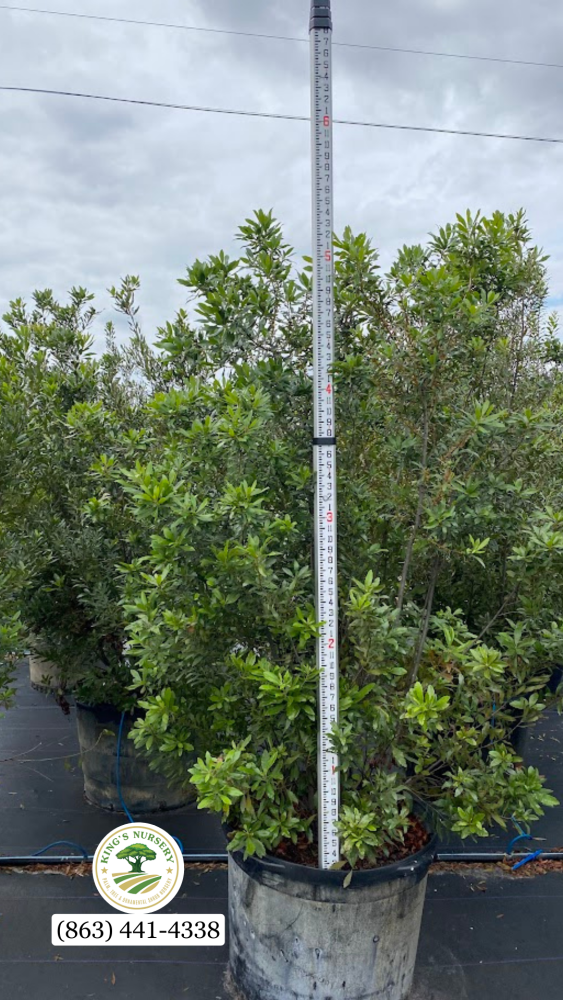 myrica-cerifera-southern-wax-myrtle-southern-bayberry-morella-cerifera