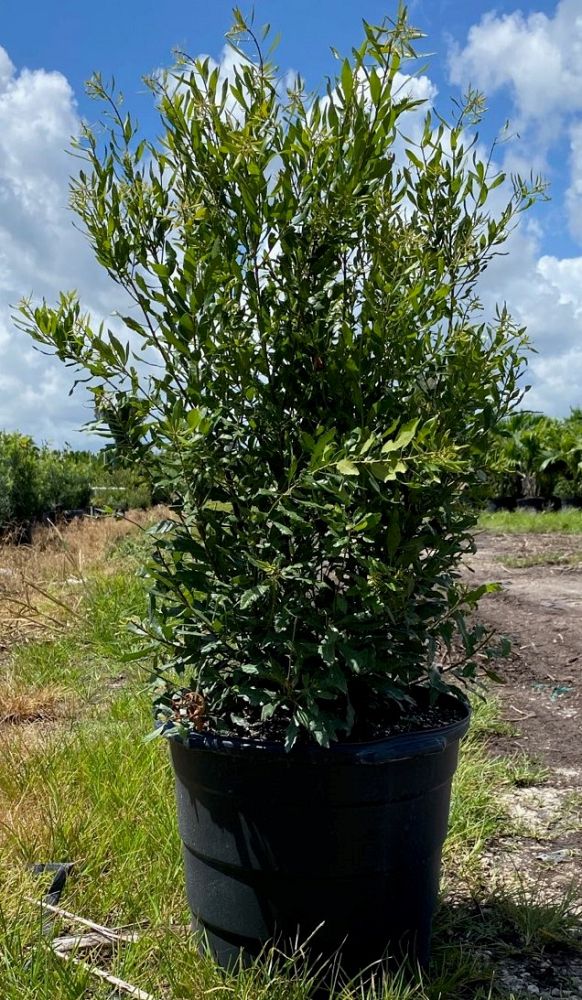 myrica-cerifera-southern-wax-myrtle-southern-bayberry-morella-cerifera