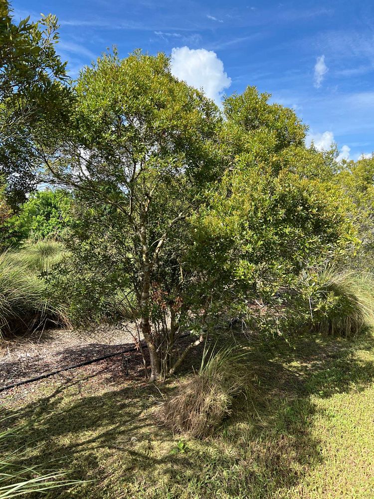 myrica-cerifera-southern-wax-myrtle-southern-bayberry-morella-cerifera
