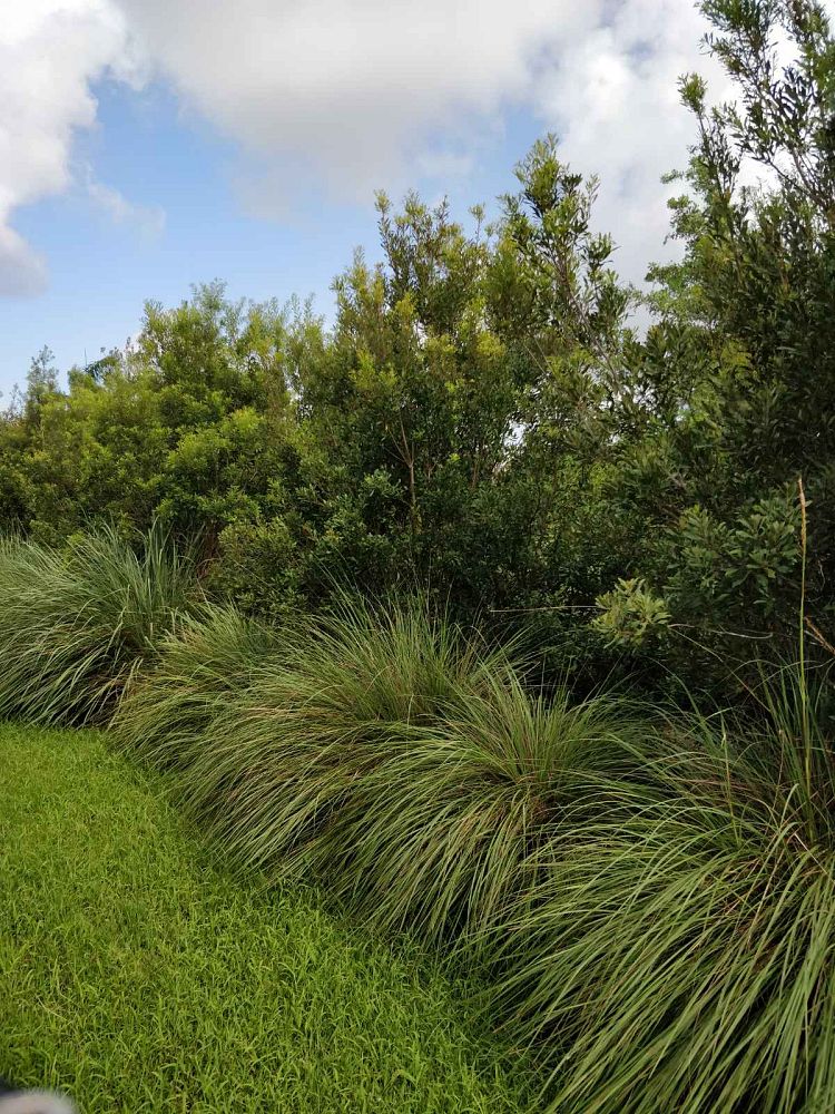 myrica-cerifera-southern-wax-myrtle-southern-bayberry-morella-cerifera