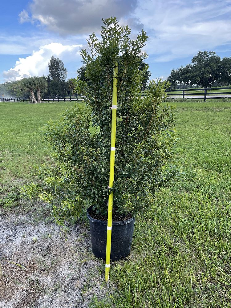 myrica-cerifera-southern-wax-myrtle-southern-bayberry-morella-cerifera
