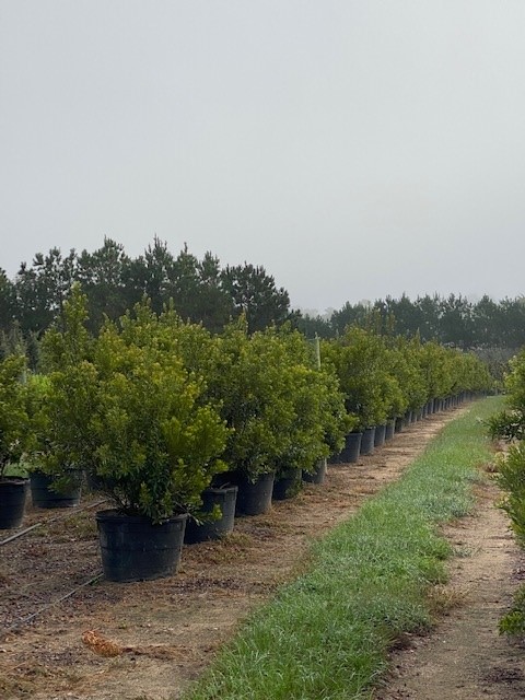 myrica-cerifera-southern-wax-myrtle-southern-bayberry-morella-cerifera