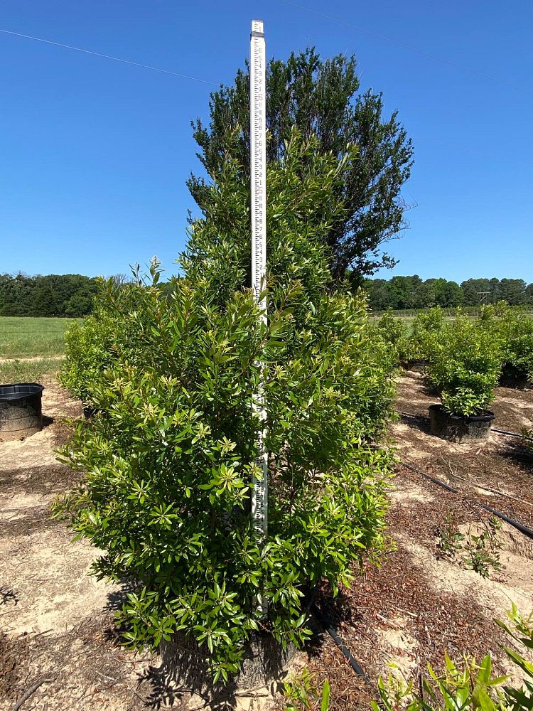 myrica-cerifera-southern-wax-myrtle-southern-bayberry-morella-cerifera