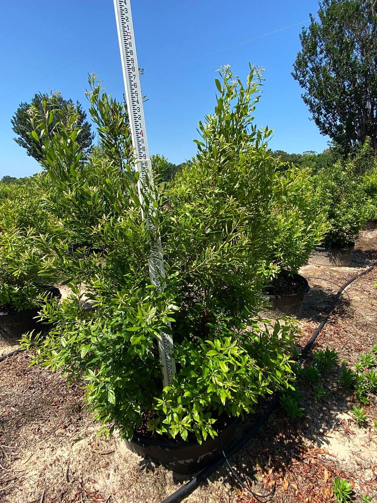 myrica-cerifera-southern-wax-myrtle-southern-bayberry-morella-cerifera