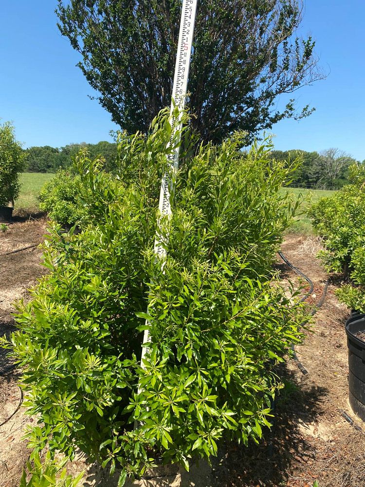 myrica-cerifera-southern-wax-myrtle-southern-bayberry-morella-cerifera