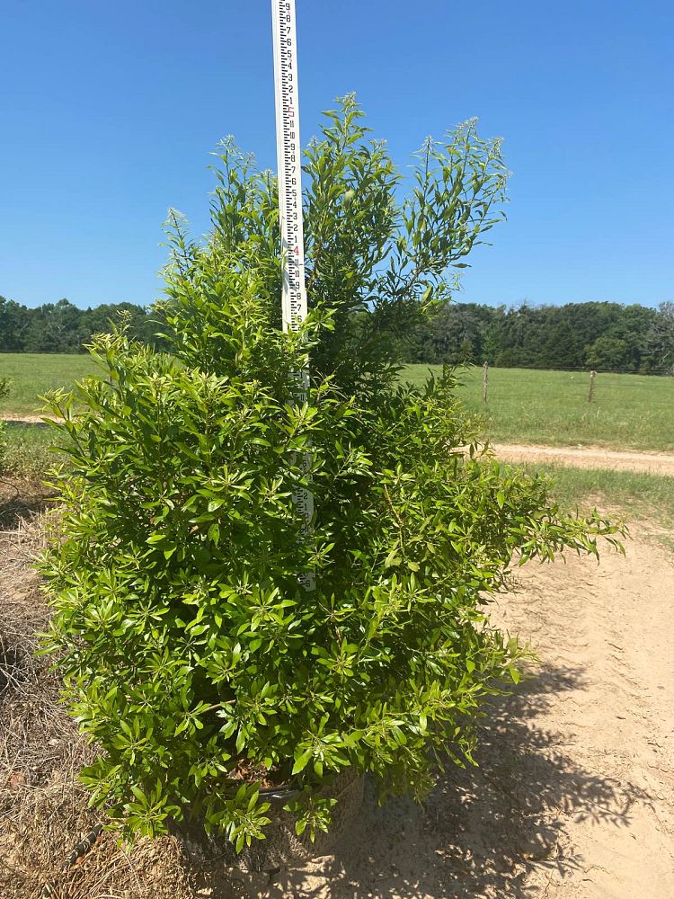 myrica-cerifera-southern-wax-myrtle-southern-bayberry-morella-cerifera