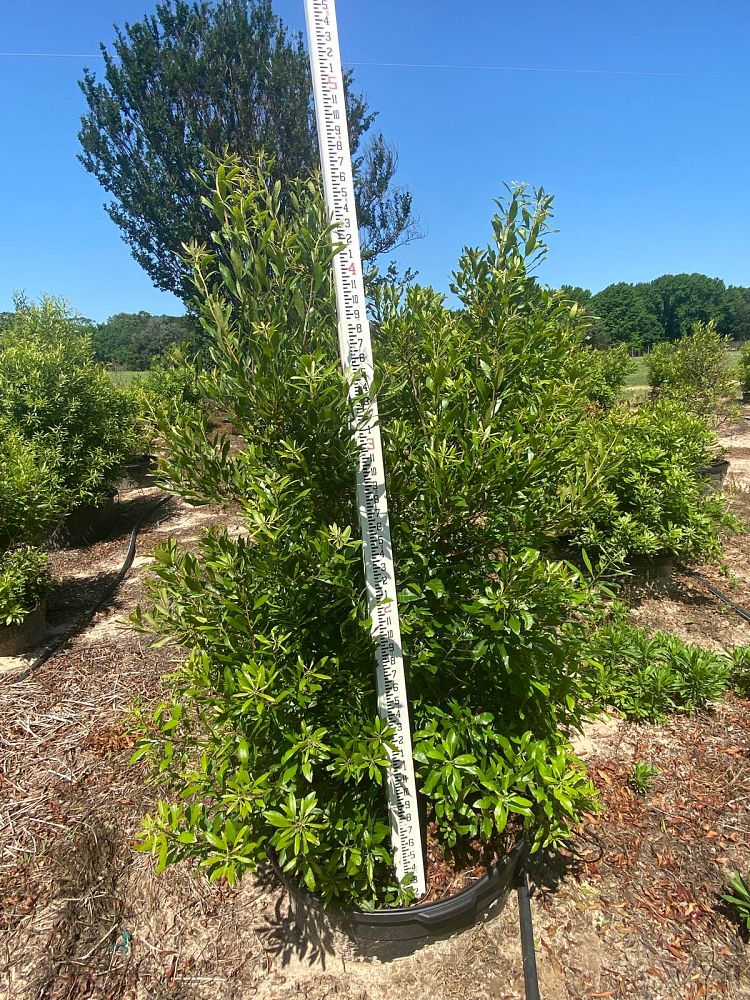myrica-cerifera-southern-wax-myrtle-southern-bayberry-morella-cerifera