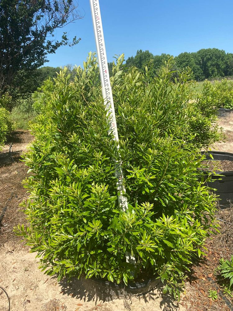 myrica-cerifera-southern-wax-myrtle-southern-bayberry-morella-cerifera