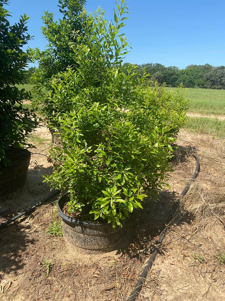 myrica-cerifera-southern-wax-myrtle-southern-bayberry-morella-cerifera