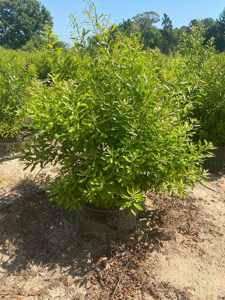myrica-cerifera-southern-wax-myrtle-southern-bayberry-morella-cerifera