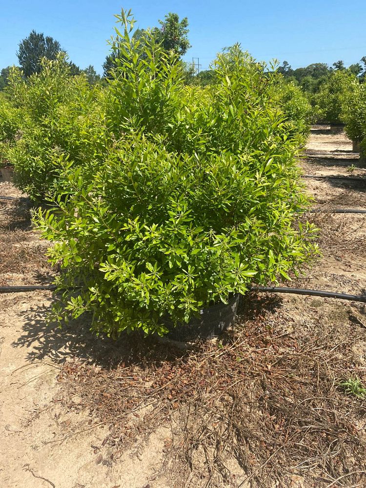 myrica-cerifera-southern-wax-myrtle-southern-bayberry-morella-cerifera
