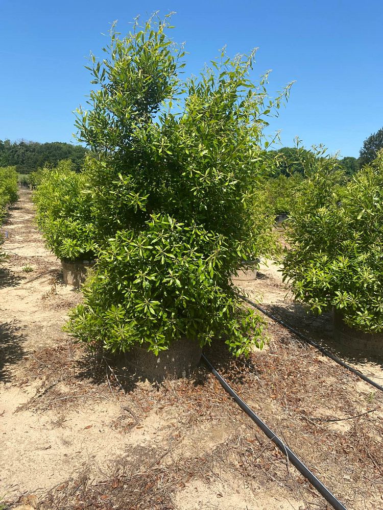 myrica-cerifera-southern-wax-myrtle-southern-bayberry-morella-cerifera
